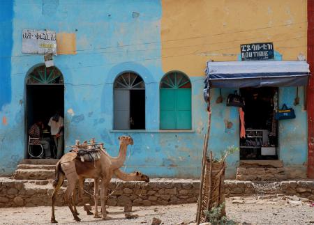 camel_3265